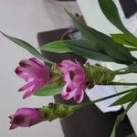 Curcuma alismatifolia Λουλούδι