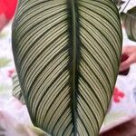 Spathiphyllum wendlandii Folio