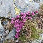 Saxifraga retusa Flor