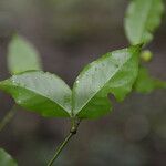 Euonymus costaricensis Φύλλο