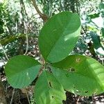 Rauvolfia paraensis Blatt
