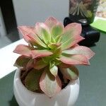 Aeonium decorum 葉