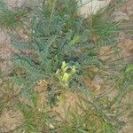 Astragalus caprinus List