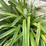 Cymbidium aloifolium Leaf