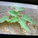 Arctium tomentosum List