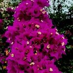 Bougainvillea spectabilis Flower