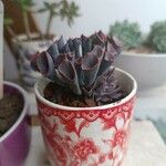 Echeveria shaviana برگ