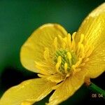 Ranunculus lanuginosus Fleur