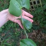 Smilax rotundifolia Leaf