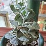 Kalanchoe rhombopilosa Blatt