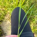 Panicum repens Leaf