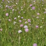 Scabiosa canescens फूल