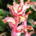 Orobanche hederae Lorea