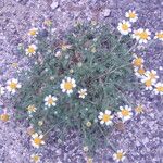 Anthemis secundiramea Hábitos