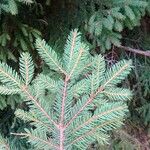 Picea abies List