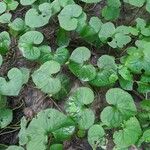 Asarum canadense Liść