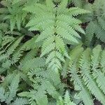 Pteris biaurita Pokrój