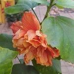 Hibiscus spp. Kukka