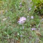 Centaurea paniculataLorea