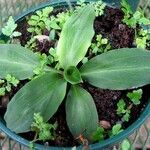 Pelexia obliqua Hoja