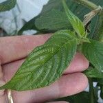 Aphelandra sinclairiana Leaf