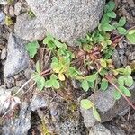 Trifolium pallescens Muu