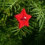 Ipomoea quamoclit Blomma