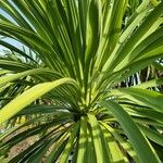 Cordyline australis Blad