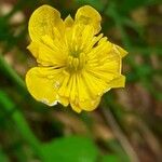 Ranunculus thora Flower