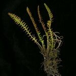 Polystichum lachenense Hábito
