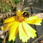 Coreopsis auriculata Virág