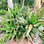 Aloe classenii অভ্যাস