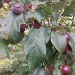 Malus hupehensis 葉