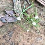 Cyperus niveus Φύλλο