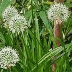 Allium omeiense Žiedas