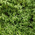 Pittosporum tenuifolium Leaf
