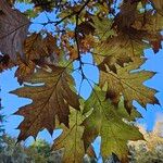 Quercus velutina Folha