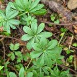 Galium odoratumBlatt