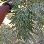 Grevillea robusta 叶