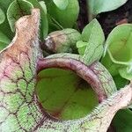 Sarracenia purpurea 葉