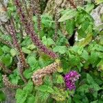 Teucrium hircanicum Fruit