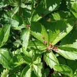 Potentilla nepalensis Leaf