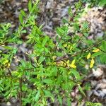 Hypericum hypericoides Leaf