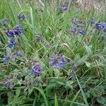 Pulmonaria longifoliaFlower