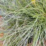 Festuca glauca Feuille