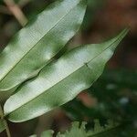 Ruizterania albiflora Frunză