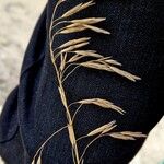 Bromus inermis Fruitua