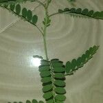 Phyllanthus urinaria 葉