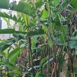 Heliconia rostrata Yaprak