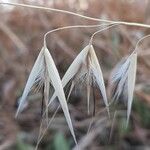 Avena barbata Fruit